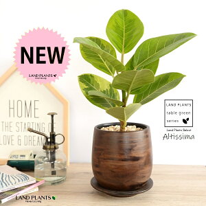 yz AeV[}ij Ebh yCg 픫 STCY yVRӐ΁EMz EH[ibg AeB[V} AeBbV} AeV} oGK[^  Ft 傫ȗt 