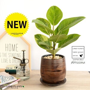 yz AeV[}ij Ebh yCg 픫 STCY yVRӐ΁EMz EH[ibg AeB[V} AeBbV} AeV} oGK[^  Ft 傫ȗt 