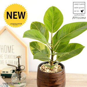 yz AeV[}ij Ebh yCg 픫 STCY yVRӐ΁EMz EH[ibg AeB[V} AeBbV} AeV} oGK[^  Ft 傫ȗt 