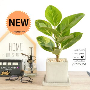 yz AeV[}ij Zg L[u^ 픫 STCY yVRӐ΁EMzD O[ AeB[V} AeBbV} AeV} oGK[^  Ft t͗l 