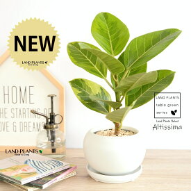 【高品質鉢】 アルテシーマ（斑入り） 白色 丸型 陶器鉢 【天然砕石・受皿】 白 ホワイト アルティーシマ アルティッシマ アルテシマ バリエガータ 斑 黄色い葉 葉模様 陶器 鉢植え 鉢 苗 苗木