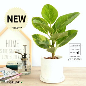 AeV[}ij y e NC|bg V_[^ STCY yVRӐ΁EMz zCg AeB[V} AeBbV} AeV} oGK[^  Ft t͗l 