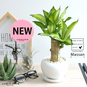 hZii}bTFK̖؁j F ی^ 픫 yF΁EMz zCg }bTQAi }bTMAi EPcWA   c c  ϗt ^ p  N̗ǂ 