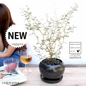 \tHigxCr[j F  픫 yFې΁EMz\tHgxCr[ w̖ ῑ c c A   ubN ϗtA