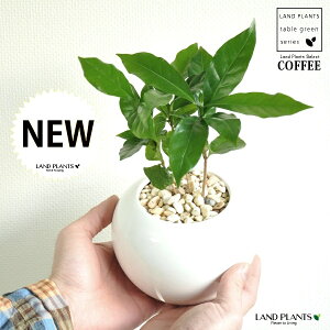 R[q[mL F ی` 픫 yF΁EMz  coffee R[q[̖ c c ϗtA A A    zCg  ی` Eh {[