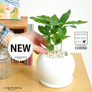 R[q[mL F ی` 픫 yF΁EMz  coffee R[q[̖ c c ϗtA A A    zCg  ی` Eh {[