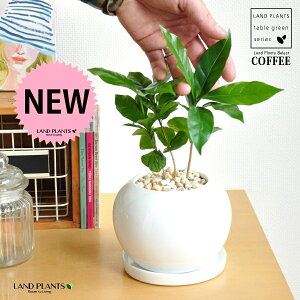 R[q[mL F ی` 픫 yF΁EMz  coffee R[q[̖ c c ϗtA A A    zCg  ی` Eh {[