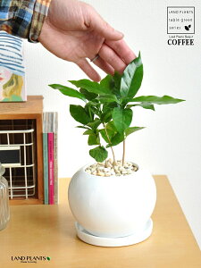 R[q[mL F ی` 픫 yF΁EMz  coffee R[q[̖ c c ϗtA A A    zCg  ی` Eh {[