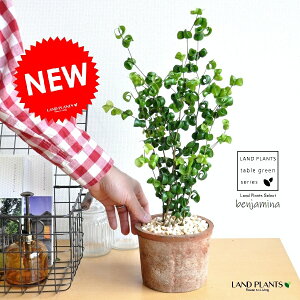 �x���W���~���i�o���b�N�j ���F ���X�|�b�g �V�����_�[�^ ���픫 �y���F���΁z�� �I�����W �x���W���~�i �x���W���~���o���b�N �e���R�b�^ �f�� �f�Ă� MOSSPOT ���� �� ���A�� �c �c�� �� �{