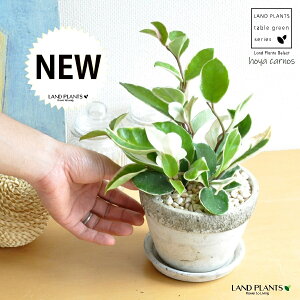 ホヤ(カルノーサ) ラウンド型 石模様 セメント製 陶器鉢 Mサイズ 【黄色小石・受皿】灰 灰色 グレー サクララン リップカラー ホヤカルノーサ 苗 苗木 鉢 鉢植え 陶器 植木鉢 コンクリート