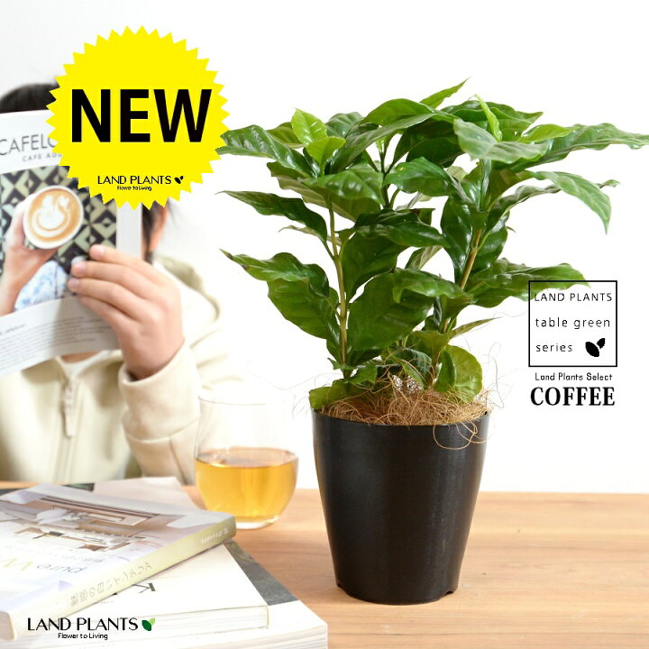 楽天市場】コーヒーの木 黒色 4号 プラスチック鉢 【ココファイバー 