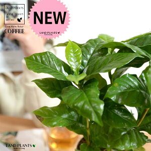 R[q[̖ F 4 vX`bN yRRt@Co[z ubN  coffee R[q[mL c c ϗtA A A   ی` Eh