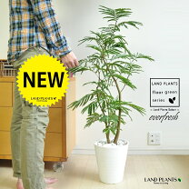 楽天市場】エバーフレッシュ（サイズ（植木鉢）7 ～ 9号）（観葉植物 