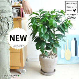 コーヒーの木（珈琲：coffee） 茶色 エッグ型 陶器鉢 【茶石・受皿】茶 ブラウン 砂色 珈琲 coffee コーヒーノキ 苗木 苗 観葉植物 植物 鉢植え 鉢 送料無料 素焼 素焼き テラコッタ 丸 丸形 ラウンド ボール