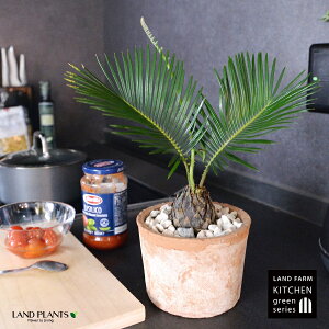 \ecihSj F X|bg V_[^ 픫 yVRӐ΁z uE IW MOSSPOT eRb^ fĂ