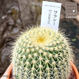yAz T{eiGIJN^XEV[j 3 F fĂ yuEXg[z uE JN^X T{e  A eriocactus warasii