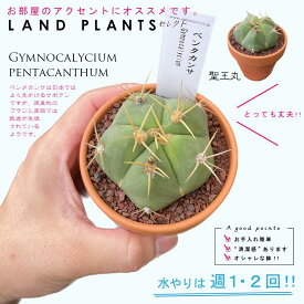 【多肉植物】 サボテン（ギムノカリキウム・ペンタカンサ） 3号 茶色 素焼き鉢 聖王丸 【ブラウンストーン】茶 ブラウン カクタス サボテン 多肉 多肉植物 Gymnocalycium pentacanthum