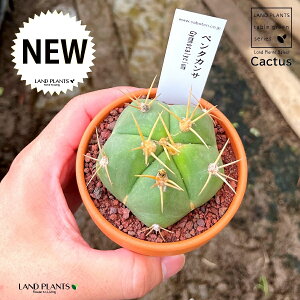yAz T{eiMmJLEEy^JTj 3 F fĂ  yuEXg[z uE JN^X T{e  A Gymnocalycium pentacanthum