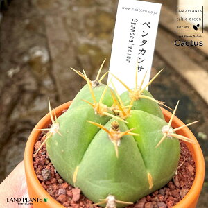 yAz T{eiMmJLEEy^JTj 3 F fĂ  yuEXg[z uE JN^X T{e  A Gymnocalycium pentacanthum