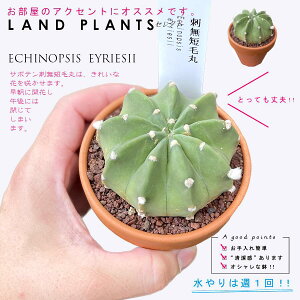 yAz T{eihZъہFV^Q}j 3 F fĂ  yuEXg[z uE JN^X T{e  A Echinopsis eyriesii
