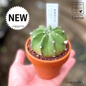 yAz T{eihZъہFV^Q}j 3 F fĂ  yuEXg[z uE JN^X T{e  A Echinopsis eyriesii