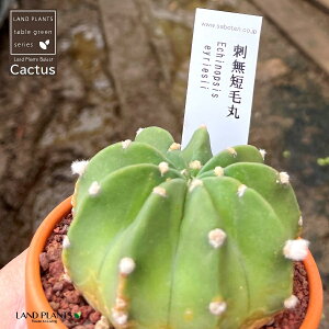 yAz T{eihZъہFV^Q}j 3 F fĂ  yuEXg[z uE JN^X T{e  A Echinopsis eyriesii