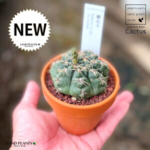 yAz T{eiԋʁFqJ_}j 3 F fĂ Ԃ yuEXg[z uE JN^X T{e  A Gymnocalycium baldianum