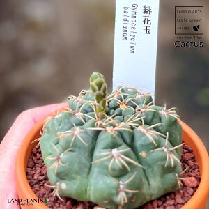yAz T{eiqJ_}Fԋʁj 3 F fĂ Ԃ yuEXg[z uE JN^X T{e  A Gymnocalycium baldianum