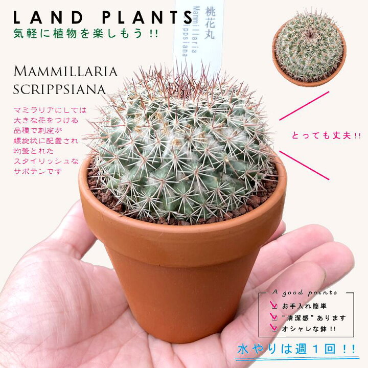 楽天市場】【多肉植物】 サボテン（桃花丸：トウカマル） 3号 茶色 