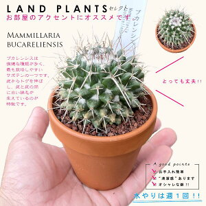 yAz T{eiuJVXj 3 F fĂ }~A yuEXg[z uE JN^X T{e  A Mammillaria bucareliensis