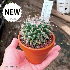 yAz T{eiuJVXj 3 F fĂ }~A yuEXg[z uE JN^X T{e  A Mammillaria bucareliensis