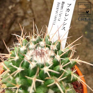 yAz T{eiuJVXj 3 F fĂ }~A yuEXg[z uE JN^X T{e  A Mammillaria bucareliensis