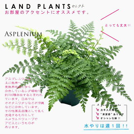 【シダ植物】 アスプレニウム（バルバーディー） 5号 プラスチック鉢 シダ シダ植物 タマシダ Asplenium