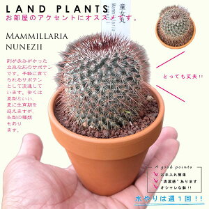 yAz T{eiہj 3 F fĂ yuEXg[z uE JN^X T{e  A Mammillaria nunezii