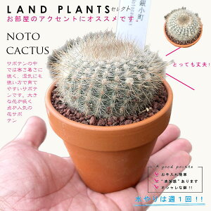 yAz T{ei⏬FMR}`j 3 F fĂ mgJN^X yuEXg[z uE JN^X T{e  A notocactus