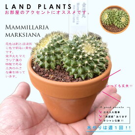 【多肉植物】 サボテン（金洋丸：キンヨウマル） 3号 茶色 素焼き鉢 【ブラウンストーン】茶 ブラウン カクタス サボテン 多肉 多肉植物 Mammillaria marksiana