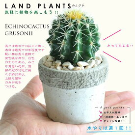 サボテン（金鯱：キンシャチ） 石模様のセメント Sサイズ 陶器鉢 に植えた　タマサボテン　多肉植物　キンチャチ 金シャチ 観葉植物　Echinocactus grusonii ミニサボテン　カクタス　C4カクタス