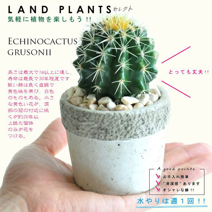 楽天市場】サボテン（金鯱：キンシャチ） 石模様のセメント Sサイズ 