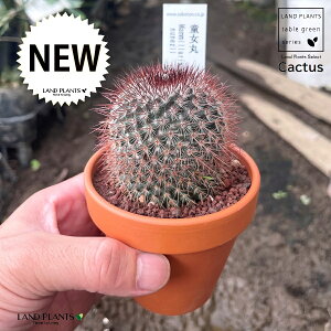 yAz T{eiہj 3 F fĂ yuEXg[z uE JN^X T{e  A Mammillaria nunezii