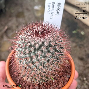 yAz T{eiہj 3 F fĂ yuEXg[z uE JN^X T{e  A Mammillaria nunezii
