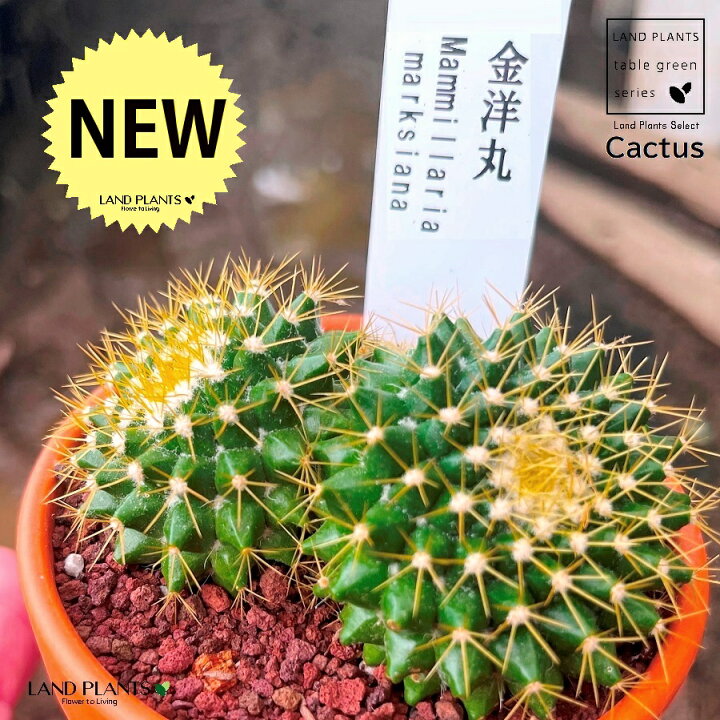 楽天市場】【多肉植物】 サボテン（金洋丸：キンヨウマル） 3号 茶色 