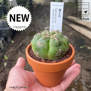 yAz T{eiCہFJCIE}j 3 F fĂ yuEXg[z uE JN^X T{e  A Gymnocalycium denudatum cv. "KAIOMARU"