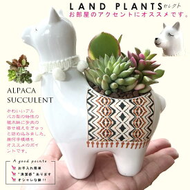 多肉植物（寄せ植え） アルパカ型 陶器鉢（大） ホワイト