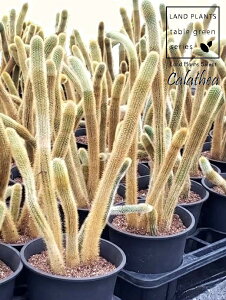 �T�{�e���i�����R�F�q���T�{�e���j 5�� ���F �v���X�`�b�N�� �����R�T�{�e�� �R�T�{�e�� �I�E�S���`���E Cleistocactus winteri