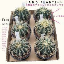 楽天市場】王冠竜 サボテン（花・観葉植物｜花・ガーデン・DIY）の通販