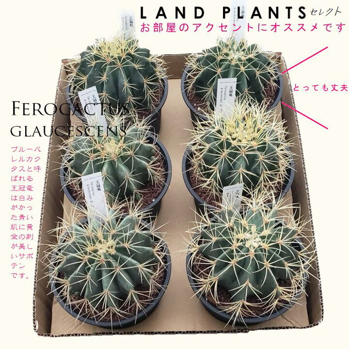 楽天市場】【ケース販売 6個】 サボテン（王冠竜：オウカンリュウ） 5 