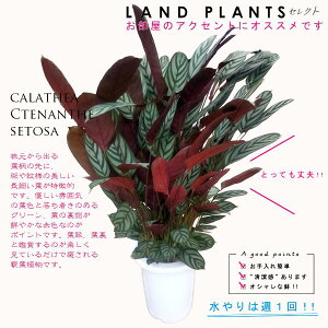 �J���e�A�i�N�e�i���e�E�Z�g�T�j 7�� ���F �v���X�`�b�N�� Calathea Ctenanthe setosa