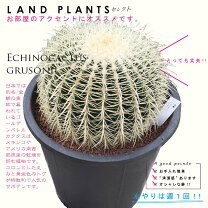 楽天市場】サボテン 金鯱（サイズ（植木鉢）10 ～ 12号）の通販 