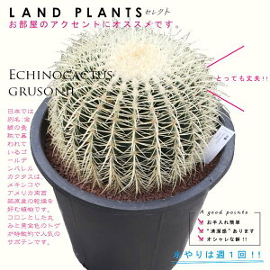 y^z T{eíFLV`j 12 F vX`bN S[foJN^X ^}T{e T{ẻl Echinocactus grusonii