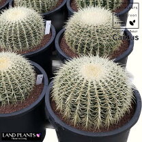 楽天市場】サボテン 金鯱（サイズ（植木鉢）10 ～ 12号）（花・観葉 